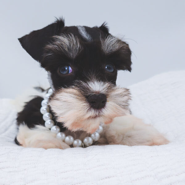 [#253570-02]  - Chocolate / White F Miniature Schnauzer Puppies For Sale