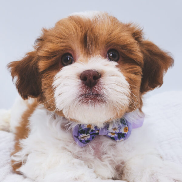 [#253151-01]  - Red / White M ShihPoo Puppies For Sale