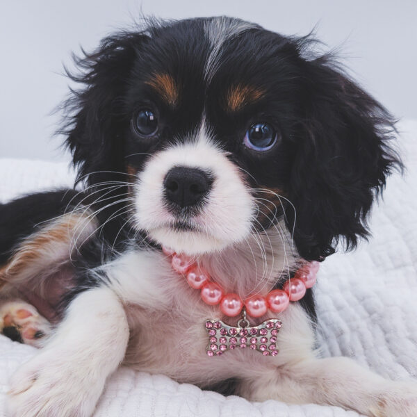 [#253023-05]  - Tri-Colored F Cavalier King Charles Spaniel Puppies For Sale