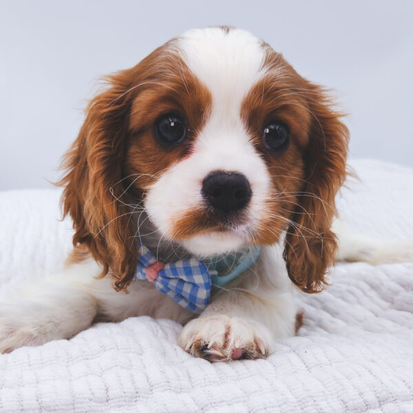 [#253170-02]  - Blenheim M Cavalier King Charles Spaniel Puppies For Sale