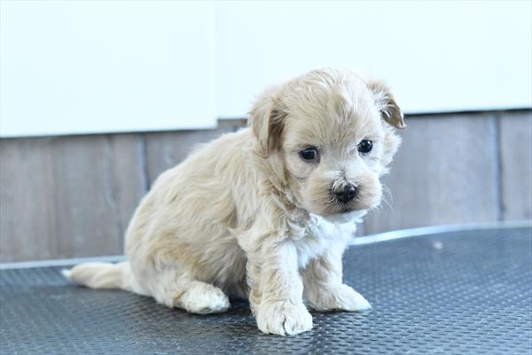[#253129-03]  - Cream / White M Maltipoo Puppies For Sale