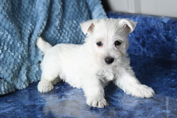 [#253235-04]  - White F West Highland White Terrier Puppies For Sale