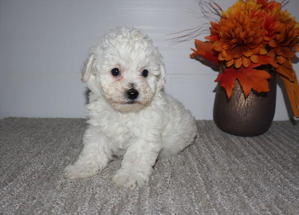 [#253036-04]  - White F Bichon Frise Puppies For Sale