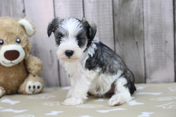 [#253113-06]  - Black / Silver F Miniature Schnauzer Puppies For Sale