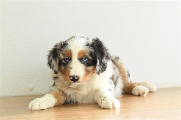 [#253072-02]  - Blue Merle M Australian Shepherd Puppies For Sale
