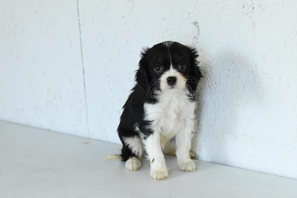 [#253023-05]  - Tri-Colored F Cavalier King Charles Spaniel Puppies For Sale