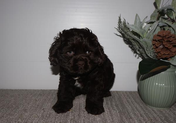 [#253168-03]  - Chocolate M Cocker Spaniel Puppies For Sale