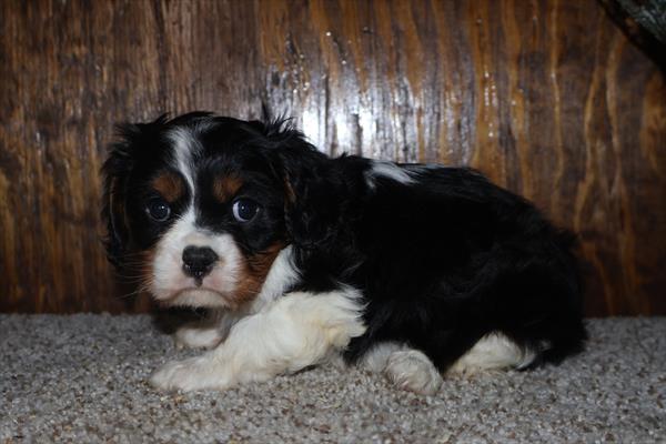 [#253274-01]  - Black / White M Cavalier King Charles Spaniel Puppies For Sale