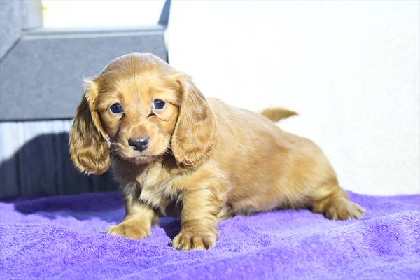 [#253120-03]  - Red F Dachshund Puppies For Sale
