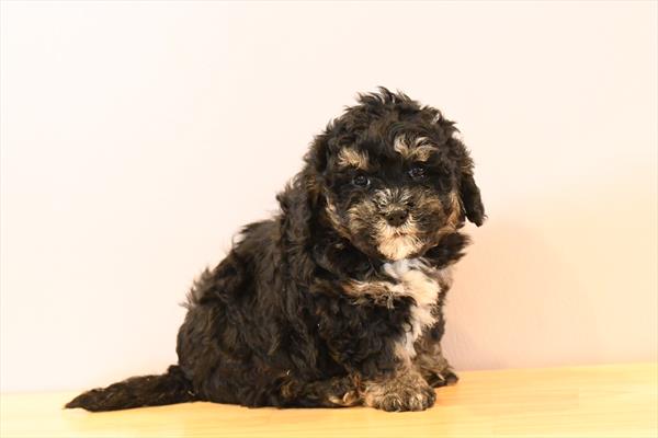 [#253098-06]  - Black White / Tan F Bernedoodle Mini 2nd Gen Puppies For Sale