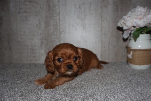 [#253321-04]  - Ruby F Cavalier King Charles Spaniel Puppies For Sale