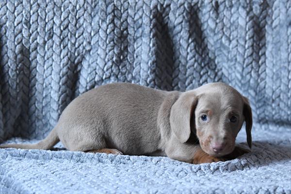 [#253353-01]  - Gray M Dachshund Puppies For Sale