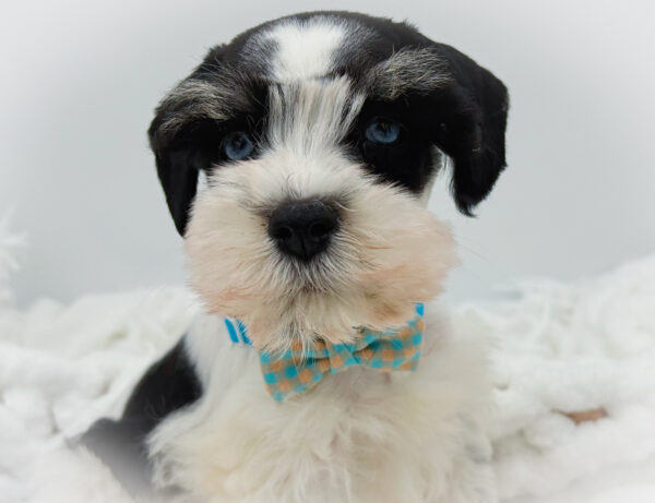 [#253572-02]  - White / Black M Miniature Schnauzer Puppies For Sale