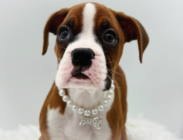 [#253535-02]  - Fawn F Boxer Puppies For Sale