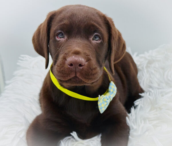 [#253471-04]  - Chocolate M Labrador Retriever Puppies For Sale