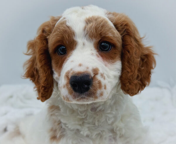[#253227-03]  - Red / White M Cavapoo Puppies For Sale