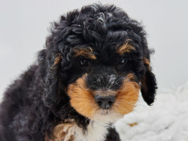 [#253252-06]  - Black White / Tan F Bernedoodle Mini 2nd Gen Puppies For Sale