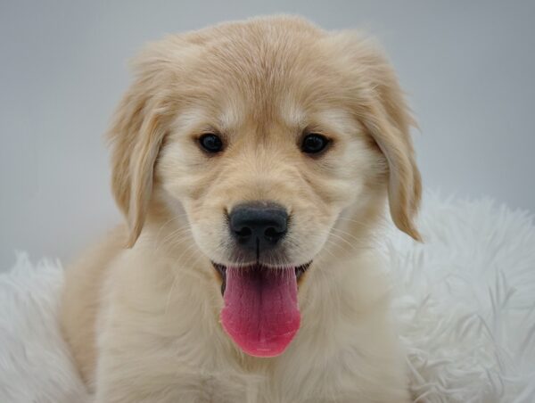 [#253411-03]  - Light Golden F Golden Retriever Puppies For Sale