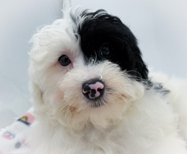 [#253090-03]  - White / Blue Merle M Yorkiepoo Puppies For Sale