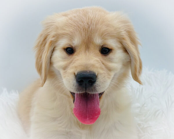 [#253411-03]  - Light Golden F Golden Retriever Puppies For Sale