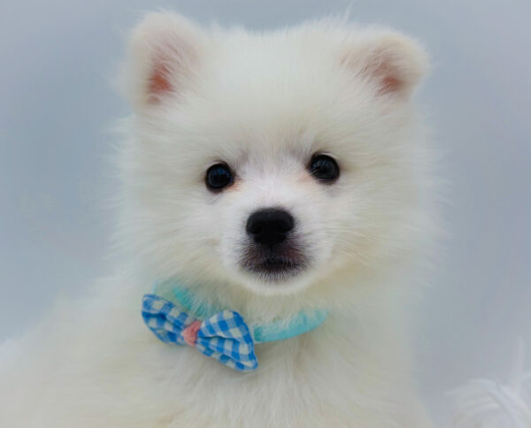 [#253318-02]  - White M American Eskimo Dog Puppies For Sale