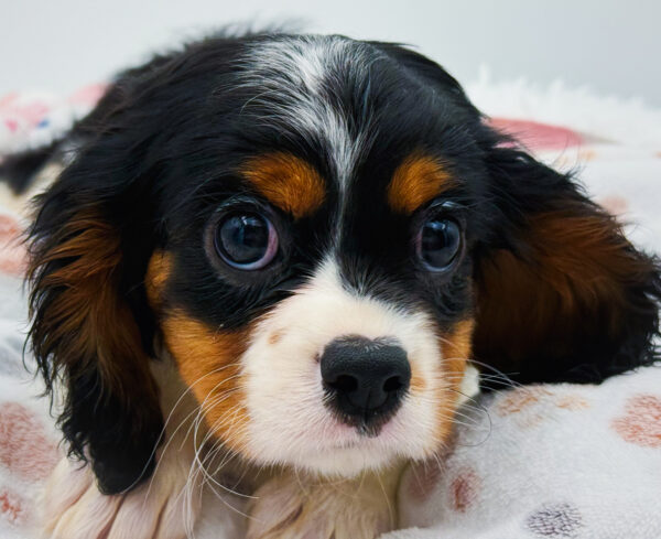 [#253274-01]  - Black / White M Cavalier King Charles Spaniel Puppies For Sale