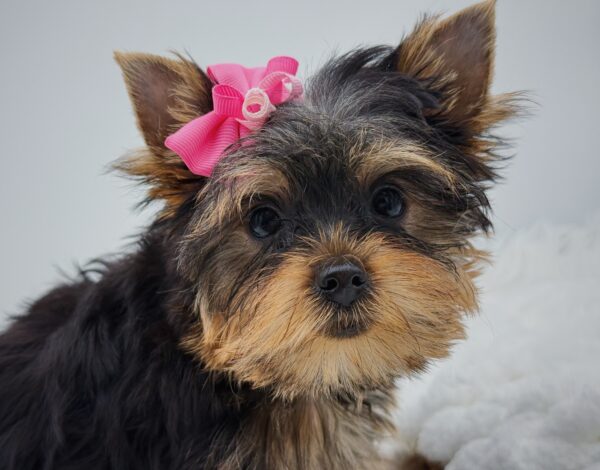[#253186-04]  - Black / Tan F Yorkshire Terrier Puppies For Sale