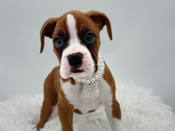 [#253535-02]  - Fawn F Boxer Puppies For Sale