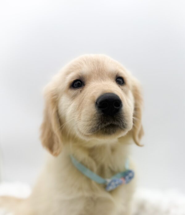 [#253605-06]  - Light Golden M Golden Retriever Puppies For Sale