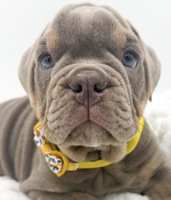 [#253418-05]  - Lilac / Tan M Victorian Bulldog Puppies For Sale