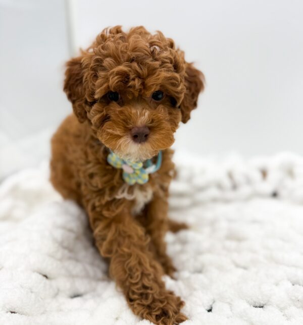 [#253358-06]  - Red F Poodle Puppies For Sale
