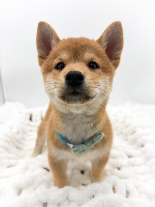 [#253457-01]  - Red M Shiba Inu Puppies For Sale