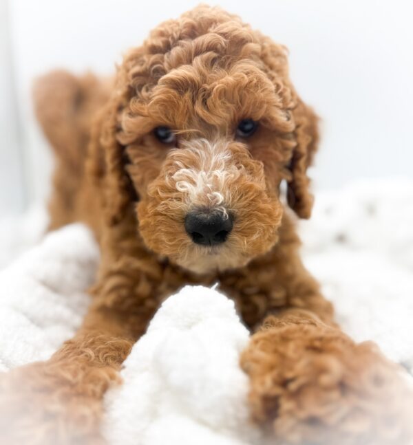[#253451-06]  - Red F Goldendoodle 2nd Gen Puppies For Sale