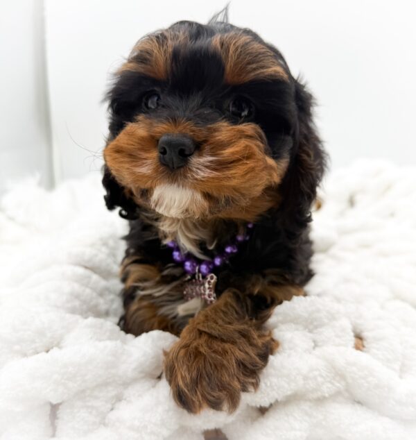 [#253511-03]  - Black Tan / White F Cavapoo Puppies For Sale