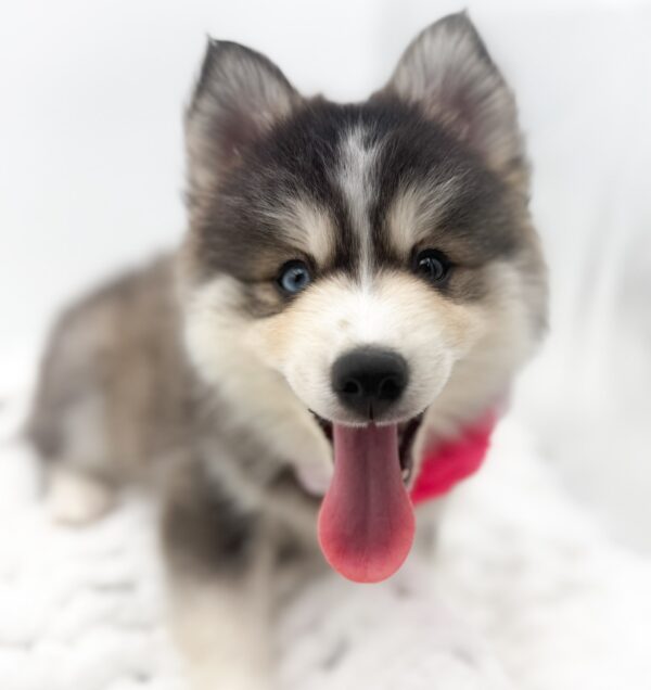 [#253357-04]  - Gray / White F Pomsky Puppies For Sale