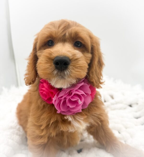 [#253398-10]  - Red F Goldendoodle Mini Puppies For Sale