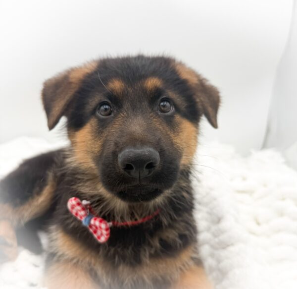 [#253345-03]  - Black / Tan M German Shepherd Dog Puppies For Sale