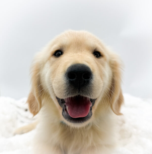 [#253605-06]  - Light Golden M Golden Retriever Puppies For Sale