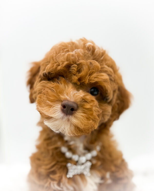 [#253358-06]  - Red F Poodle Puppies For Sale