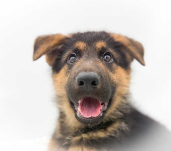 [#253345-03]  - Black / Tan M German Shepherd Dog Puppies For Sale