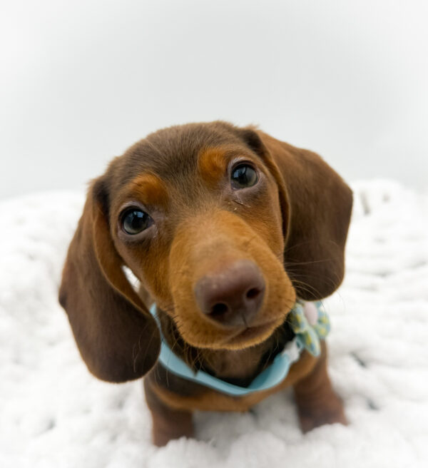 [#253396-03]  - Chocolate / Tan M Dachshund Puppies For Sale