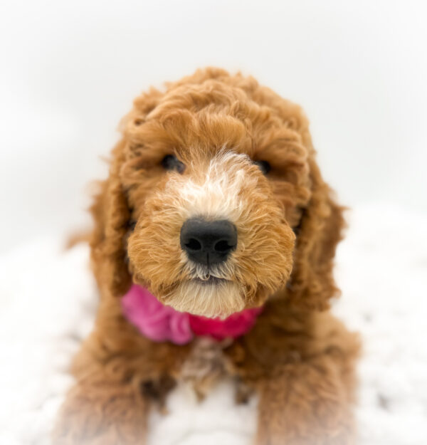 [#253451-06]  - Red F Goldendoodle 2nd Gen Puppies For Sale