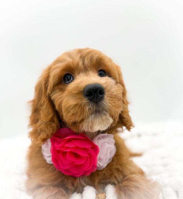 [#253398-10]  - Red F Goldendoodle Mini Puppies For Sale