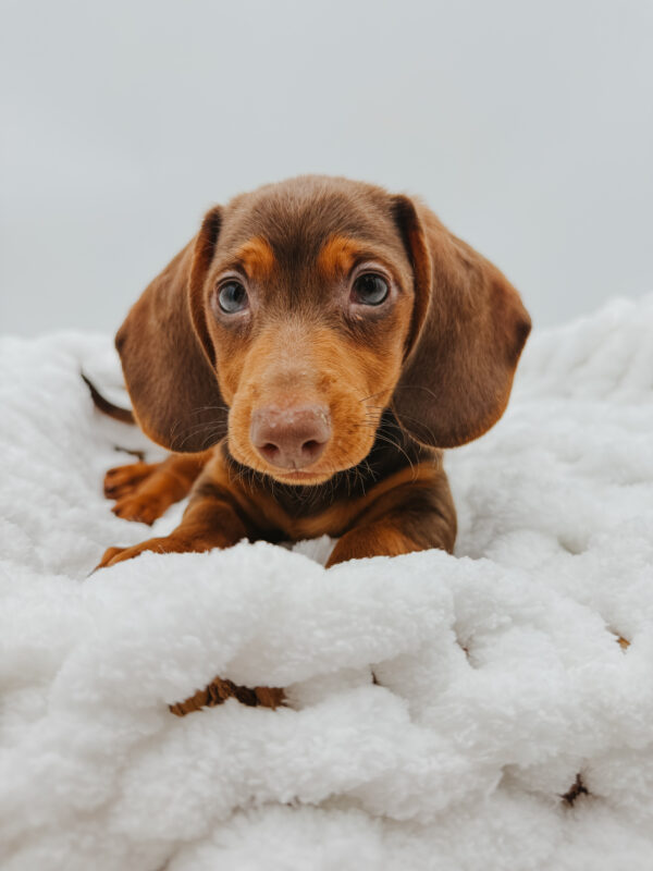 [#253396-03]  - Chocolate / Tan M Dachshund Puppies For Sale