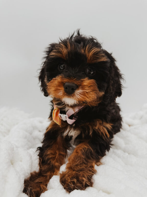 [#253511-03]  - Black Tan / White F Cavapoo Puppies For Sale