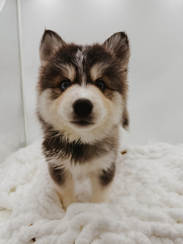 [#253357-04]  - Gray / White F Pomsky Puppies For Sale