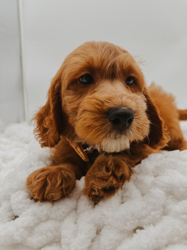 [#253398-10]  - Red F Goldendoodle Mini Puppies For Sale
