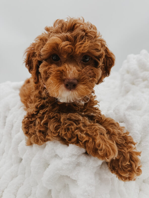 [#253358-06]  - Red F Poodle Puppies For Sale