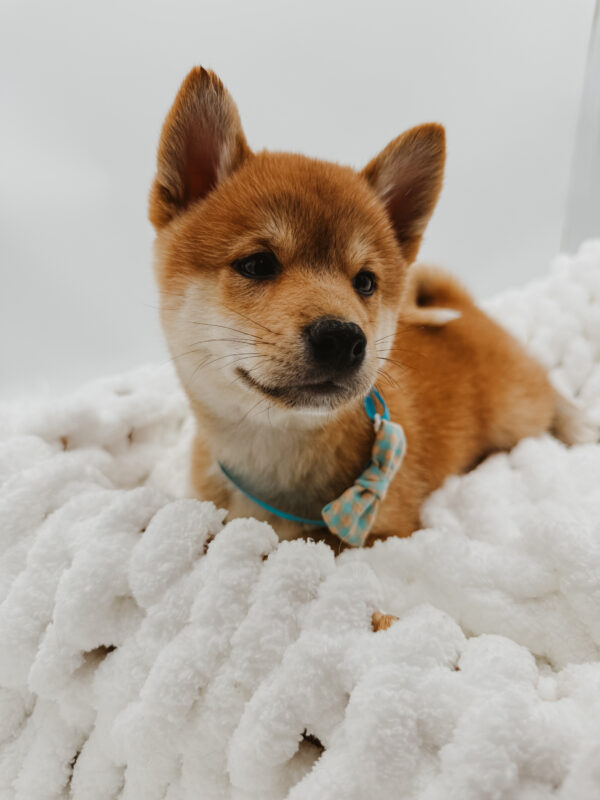 [#253457-01]  - Red M Shiba Inu Puppies For Sale