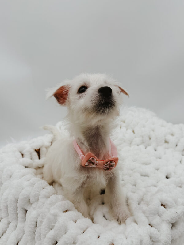 [#253646-06]  - White F West Highland White Terrier Puppies For Sale